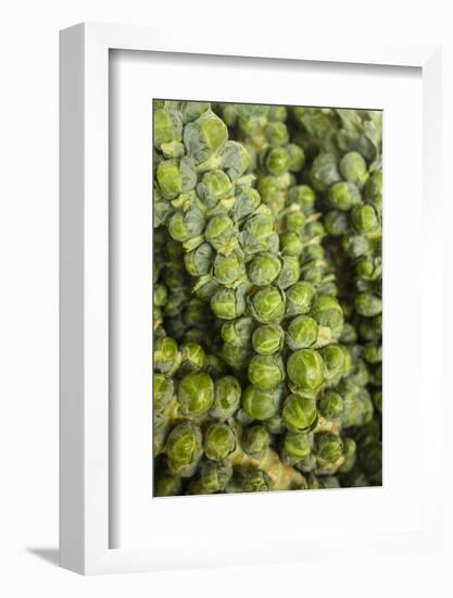 Canada, Quebec, Montreal. Little Italy, Marche Jean Talon Market, brussels sprouts-Walter Bibikow-Framed Photographic Print