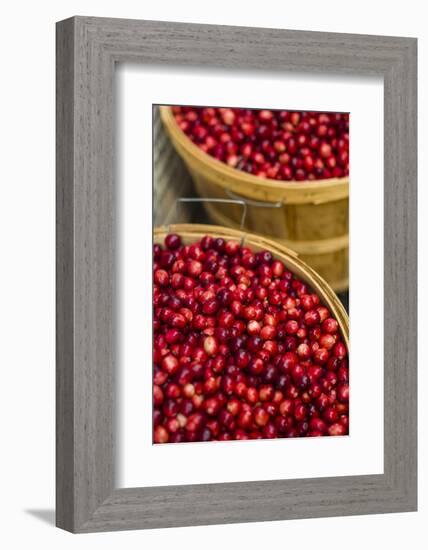 Canada, Quebec, Montreal. Little Italy, Marche Jean Talon Market, cranberries-Walter Bibikow-Framed Photographic Print