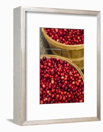 Canada, Quebec, Montreal. Little Italy, Marche Jean Talon Market, cranberries-Walter Bibikow-Framed Photographic Print