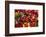 Canada, Quebec, Montreal. Little Italy, Marche Jean Talon Market, peppers-Walter Bibikow-Framed Photographic Print