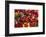 Canada, Quebec, Montreal. Little Italy, Marche Jean Talon Market, peppers-Walter Bibikow-Framed Photographic Print