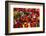 Canada, Quebec, Montreal. Little Italy, Marche Jean Talon Market, peppers-Walter Bibikow-Framed Photographic Print