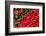 Canada, Quebec, Montreal. Little Italy, Marche Jean Talon Market, peppers-Walter Bibikow-Framed Photographic Print