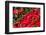 Canada, Quebec, Montreal. Little Italy, Marche Jean Talon Market, peppers-Walter Bibikow-Framed Photographic Print