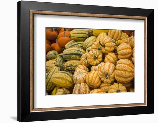 Canada, Quebec, Montreal. Little Italy, Marche Jean Talon Market, squash-Walter Bibikow-Framed Photographic Print