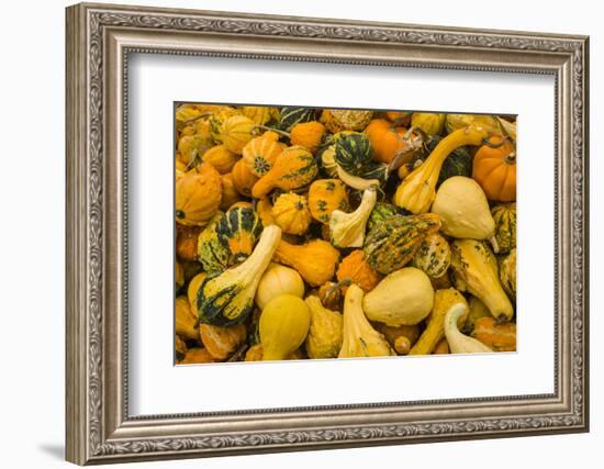 Canada, Quebec, Montreal. Little Italy, Marche Jean Talon Market, squash-Walter Bibikow-Framed Photographic Print