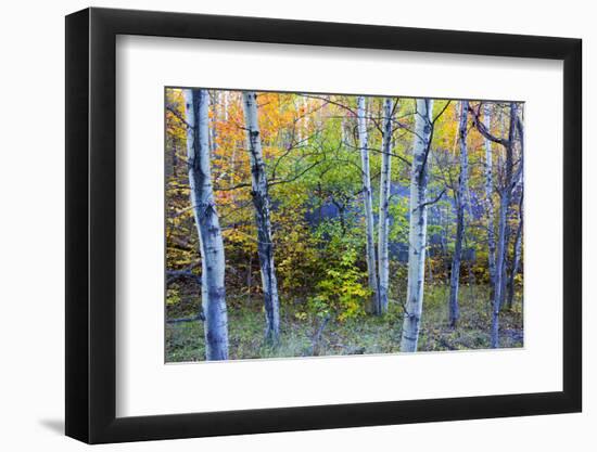 Canada, Quebec, Mount St. Bruno Conservation Park. Aspen Poplar Trees and Pond-Jaynes Gallery-Framed Photographic Print