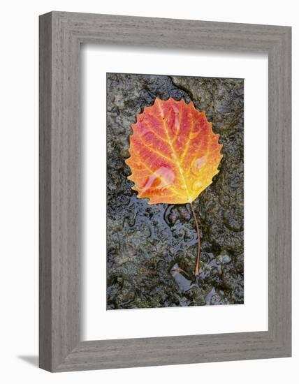 Canada, Quebec, Mount St-Bruno Conservation Park. Big Tooth Aspen Leaf after Rain-Jaynes Gallery-Framed Photographic Print