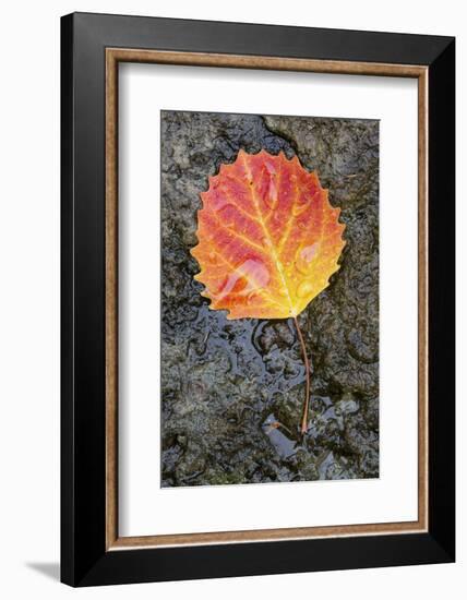 Canada, Quebec, Mount St-Bruno Conservation Park. Big Tooth Aspen Leaf after Rain-Jaynes Gallery-Framed Photographic Print