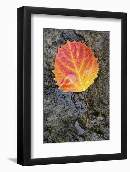 Canada, Quebec, Mount St-Bruno Conservation Park. Big Tooth Aspen Leaf after Rain-Jaynes Gallery-Framed Photographic Print