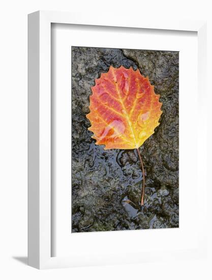 Canada, Quebec, Mount St-Bruno Conservation Park. Big Tooth Aspen Leaf after Rain-Jaynes Gallery-Framed Photographic Print