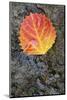 Canada, Quebec, Mount St-Bruno Conservation Park. Big Tooth Aspen Leaf after Rain-Jaynes Gallery-Mounted Photographic Print