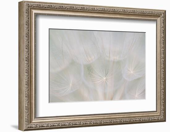 Canada, Quebec, Mount St-Bruno Conservation Park. Goats Beard Seed Head-Jaynes Gallery-Framed Photographic Print