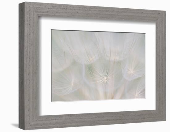 Canada, Quebec, Mount St-Bruno Conservation Park. Goats Beard Seed Head-Jaynes Gallery-Framed Photographic Print