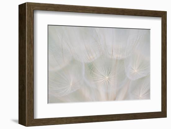 Canada, Quebec, Mount St-Bruno Conservation Park. Goats Beard Seed Head-Jaynes Gallery-Framed Photographic Print