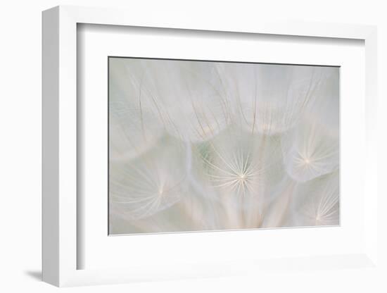 Canada, Quebec, Mount St-Bruno Conservation Park. Goats Beard Seed Head-Jaynes Gallery-Framed Photographic Print