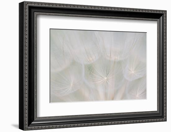 Canada, Quebec, Mount St-Bruno Conservation Park. Goats Beard Seed Head-Jaynes Gallery-Framed Photographic Print