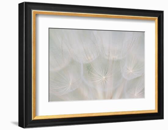 Canada, Quebec, Mount St-Bruno Conservation Park. Goats Beard Seed Head-Jaynes Gallery-Framed Photographic Print