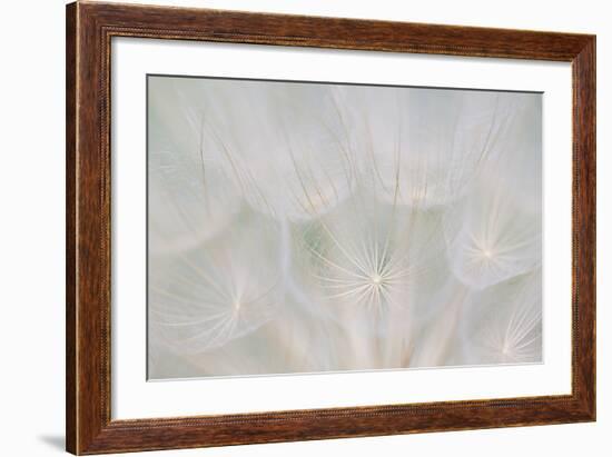 Canada, Quebec, Mount St-Bruno Conservation Park. Goats Beard Seed Head-Jaynes Gallery-Framed Photographic Print