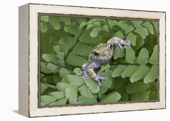 Canada, Quebec, Mount St-Bruno Conservation Park. Gray Tree Frog on Maidenhair Fern-Jaynes Gallery-Framed Premier Image Canvas