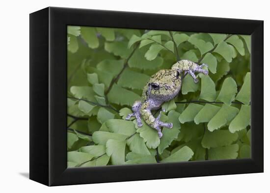 Canada, Quebec, Mount St-Bruno Conservation Park. Gray Tree Frog on Maidenhair Fern-Jaynes Gallery-Framed Premier Image Canvas