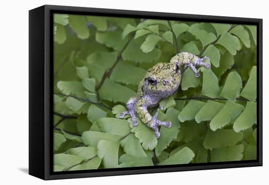 Canada, Quebec, Mount St-Bruno Conservation Park. Gray Tree Frog on Maidenhair Fern-Jaynes Gallery-Framed Premier Image Canvas