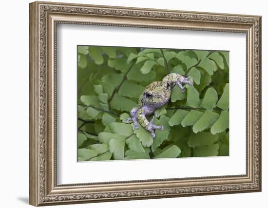 Canada, Quebec, Mount St-Bruno Conservation Park. Gray Tree Frog on Maidenhair Fern-Jaynes Gallery-Framed Photographic Print