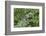 Canada, Quebec, Mount St-Bruno Conservation Park. Gray Tree Frog on Maidenhair Fern-Jaynes Gallery-Framed Photographic Print