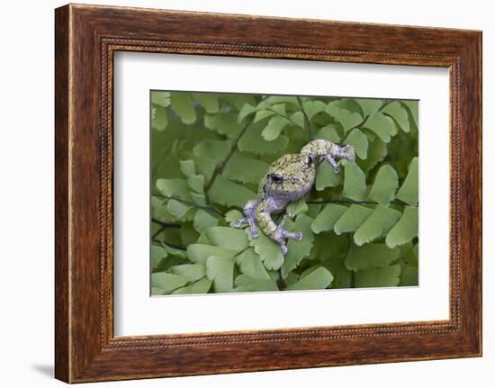 Canada, Quebec, Mount St-Bruno Conservation Park. Gray Tree Frog on Maidenhair Fern-Jaynes Gallery-Framed Photographic Print