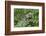 Canada, Quebec, Mount St-Bruno Conservation Park. Gray Tree Frog on Maidenhair Fern-Jaynes Gallery-Framed Photographic Print