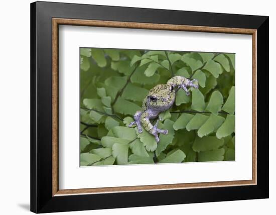 Canada, Quebec, Mount St-Bruno Conservation Park. Gray Tree Frog on Maidenhair Fern-Jaynes Gallery-Framed Photographic Print