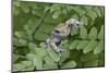 Canada, Quebec, Mount St-Bruno Conservation Park. Gray Tree Frog on Maidenhair Fern-Jaynes Gallery-Mounted Photographic Print