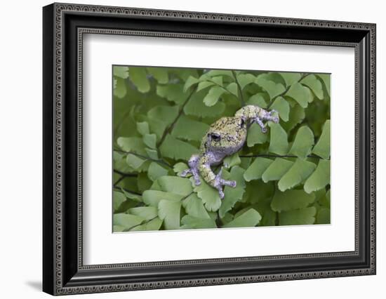 Canada, Quebec, Mount St-Bruno Conservation Park. Gray Tree Frog on Maidenhair Fern-Jaynes Gallery-Framed Photographic Print