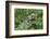 Canada, Quebec, Mount St-Bruno Conservation Park. Gray Tree Frog on Maidenhair Fern-Jaynes Gallery-Framed Photographic Print