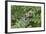 Canada, Quebec, Mount St-Bruno Conservation Park. Gray Tree Frog on Maidenhair Fern-Jaynes Gallery-Framed Photographic Print
