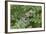 Canada, Quebec, Mount St-Bruno Conservation Park. Gray Tree Frog on Maidenhair Fern-Jaynes Gallery-Framed Photographic Print