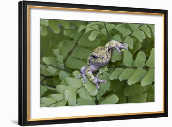 Canada, Quebec, Mount St-Bruno Conservation Park. Gray Tree Frog on Maidenhair Fern-Jaynes Gallery-Framed Photographic Print