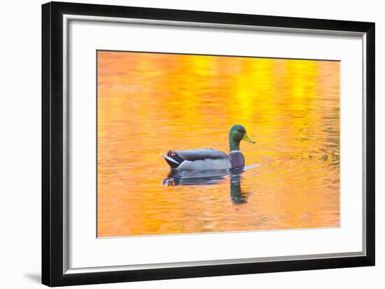 Canada, Quebec, Mount St-Bruno Conservation Park. Mallard Drake Autumn-Colored Water-Jaynes Gallery-Framed Photographic Print