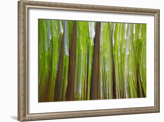 Canada, Quebec, Mount St-Bruno Conservation Park. Maple Grove Abstract at Sunset-Jaynes Gallery-Framed Photographic Print