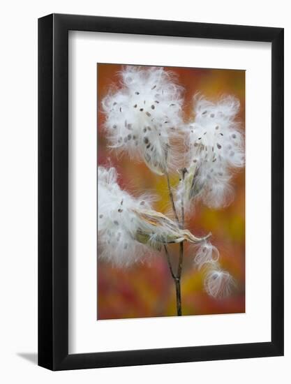 Canada, Quebec, Mount St-Bruno Conservation Park. Milkweed Releasing Seeds-Jaynes Gallery-Framed Photographic Print