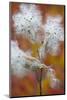 Canada, Quebec, Mount St-Bruno Conservation Park. Milkweed Releasing Seeds-Jaynes Gallery-Mounted Photographic Print