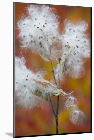 Canada, Quebec, Mount St-Bruno Conservation Park. Milkweed Releasing Seeds-Jaynes Gallery-Mounted Photographic Print