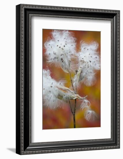 Canada, Quebec, Mount St-Bruno Conservation Park. Milkweed Releasing Seeds-Jaynes Gallery-Framed Photographic Print