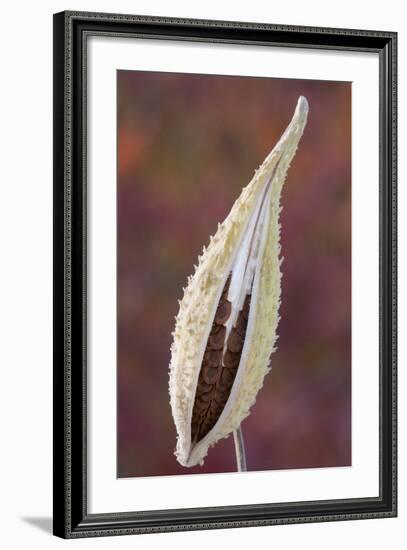 Canada, Quebec, Mount St-Bruno Conservation Park. Milkweed Seedpod Detail-Jaynes Gallery-Framed Photographic Print