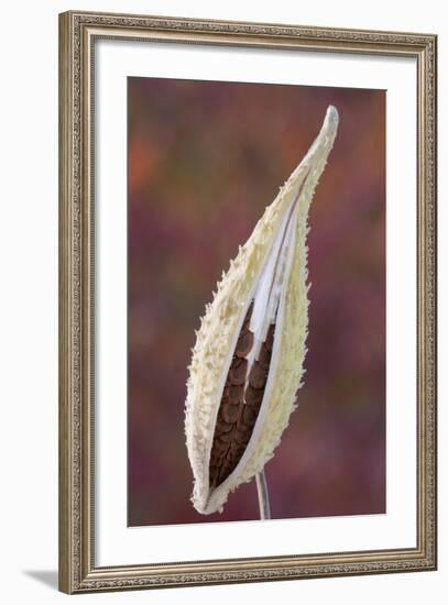 Canada, Quebec, Mount St-Bruno Conservation Park. Milkweed Seedpod Detail-Jaynes Gallery-Framed Photographic Print