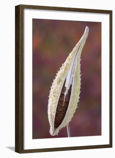 Canada, Quebec, Mount St-Bruno Conservation Park. Milkweed Seedpod Detail-Jaynes Gallery-Framed Photographic Print