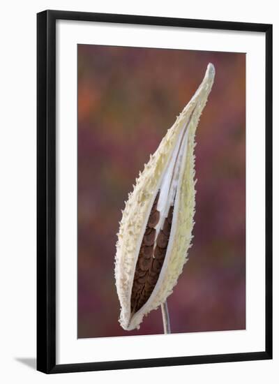 Canada, Quebec, Mount St-Bruno Conservation Park. Milkweed Seedpod Detail-Jaynes Gallery-Framed Photographic Print