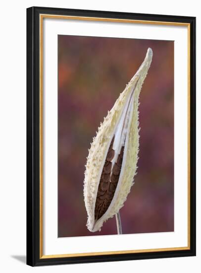 Canada, Quebec, Mount St-Bruno Conservation Park. Milkweed Seedpod Detail-Jaynes Gallery-Framed Photographic Print