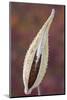 Canada, Quebec, Mount St-Bruno Conservation Park. Milkweed Seedpod Detail-Jaynes Gallery-Mounted Photographic Print