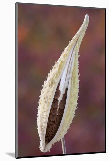 Canada, Quebec, Mount St-Bruno Conservation Park. Milkweed Seedpod Detail-Jaynes Gallery-Mounted Photographic Print